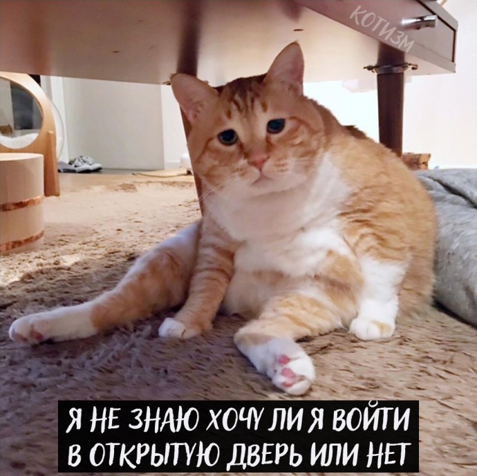 Проблемы котов