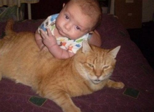 У кошек с маленькими детьми — особенные отношения, понятные только им самим.