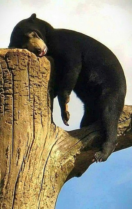 Иногда хочется расслабиться и просто побыть медведем