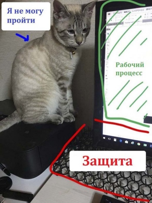Японец показал, как он защищает компьютер от своей кошки