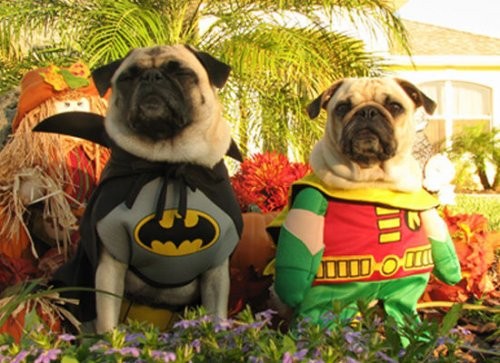 Очаровательные собаки, мечтающие стать супергероями