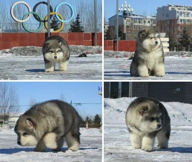 Собаки, похожие на плюшевых медвежат