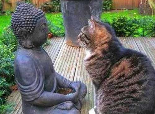 Такого дзена, как у котов, буддистам еще достигать и достигать