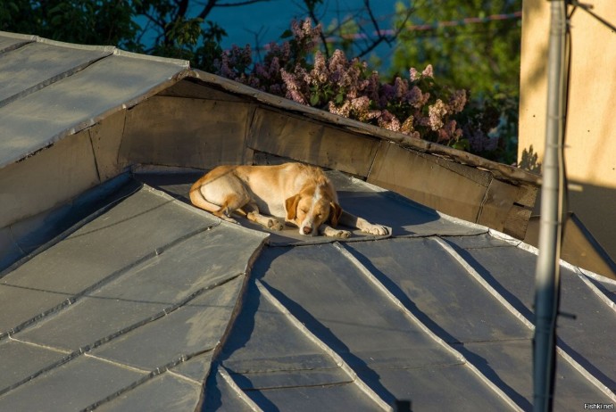 Зима близко, собаки гнездятся на крышах