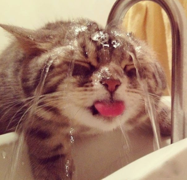Когда помыть кота не становится проблемой