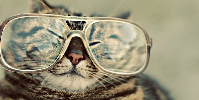 Коты-хипстеры