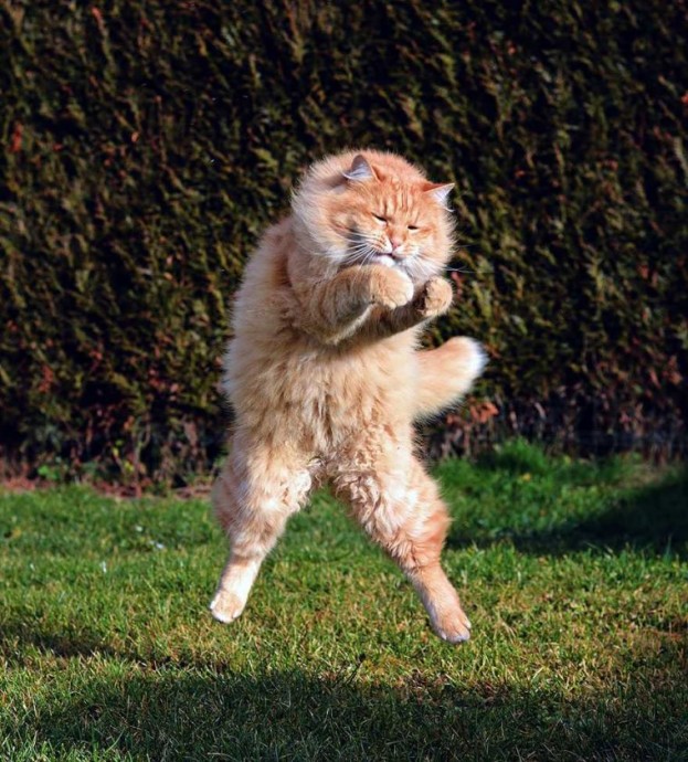 Летающие коты
