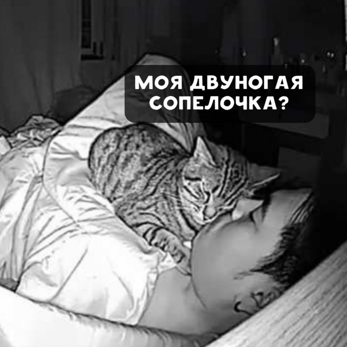 Ночные похождения кота