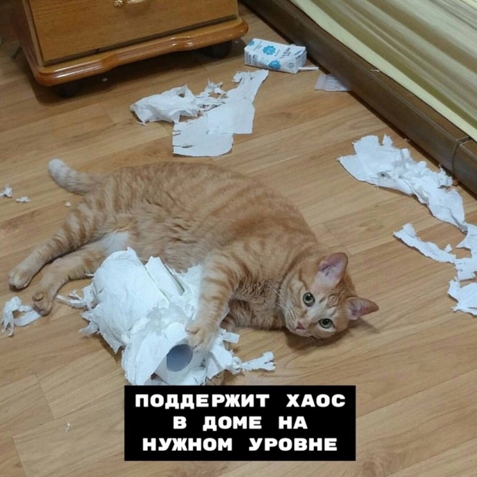 Плюсы кошки в доме