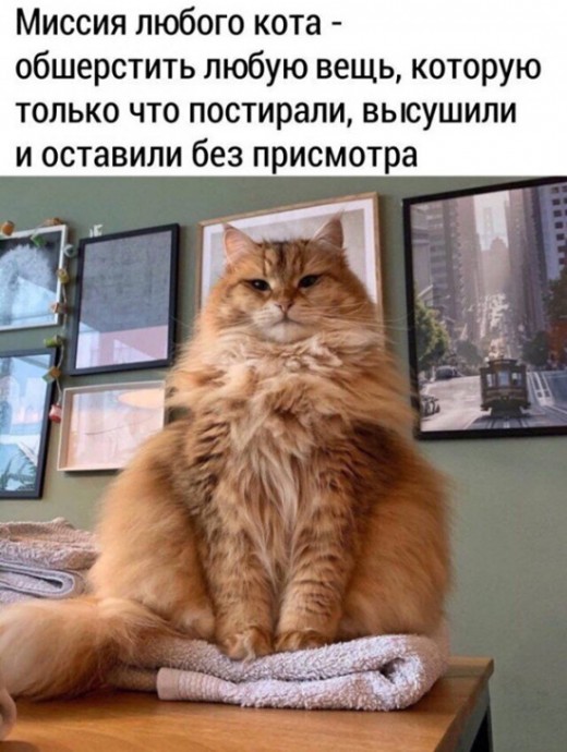 Смешные коты