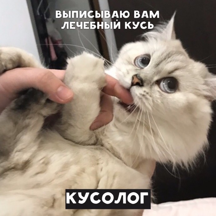 Если бы котики были врачами