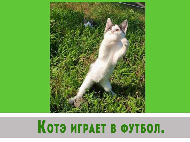 Котэ готовятся к съемкам в блокбастере.