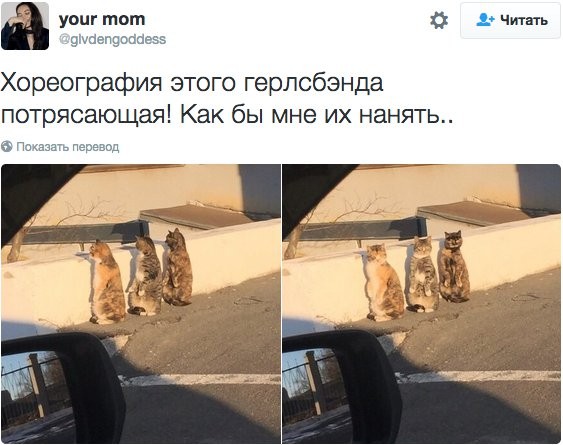 Однозначно, с животными никогда не соскучишься!