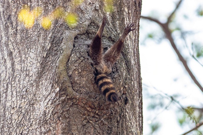 Фотографии финалистов конкурса "Comedy Wildlife Photography Awards" всегда поднимут твоё настроение