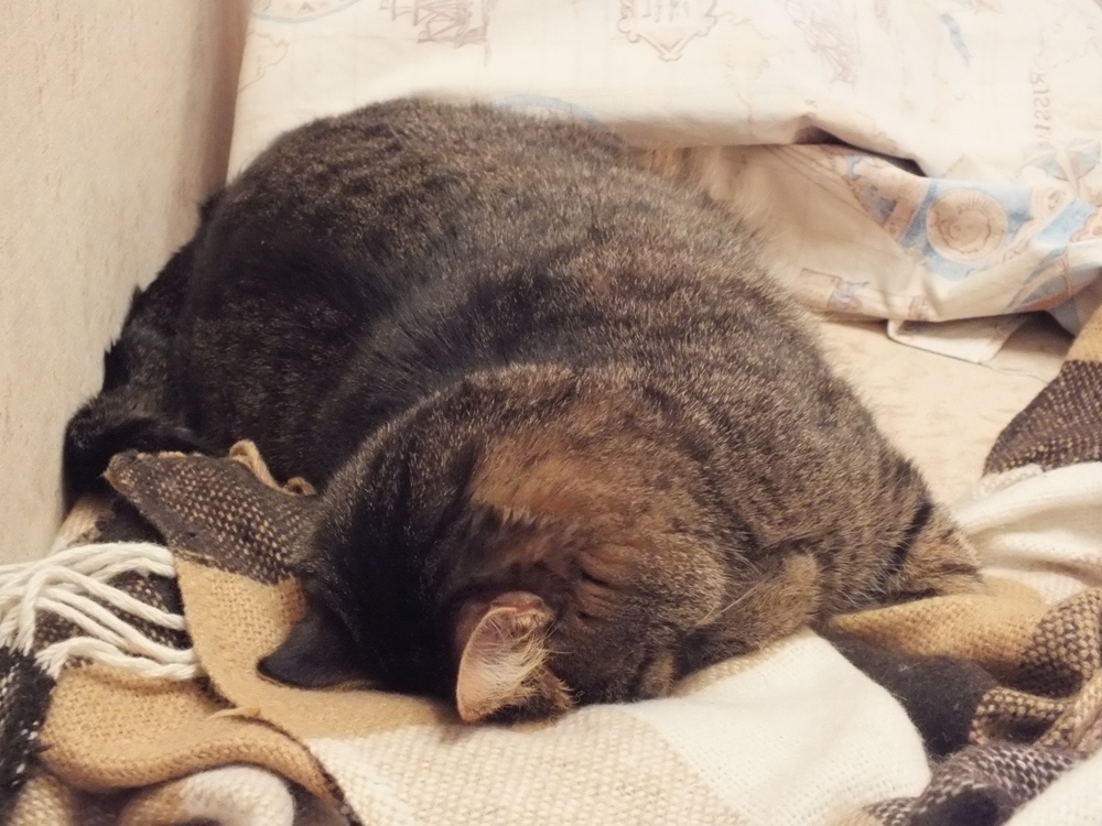 Кошка устала. Уставший котик. Кот уткнулся мордой в подушку.