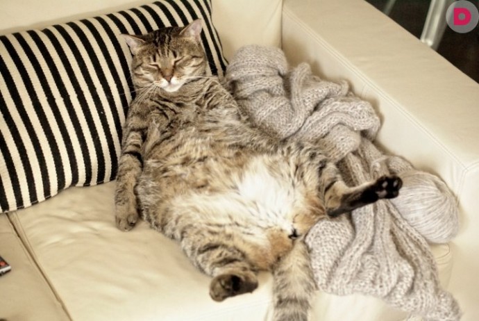 Главное в жизни кота - это отвоевать себе диван