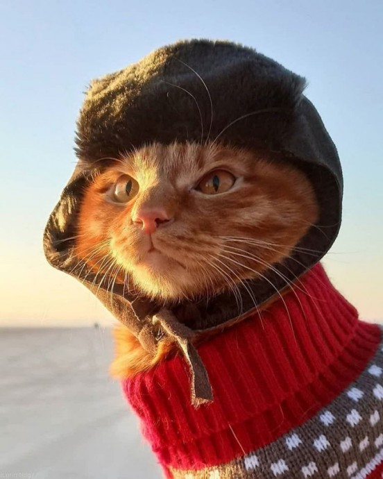 Haстоящий русский кот