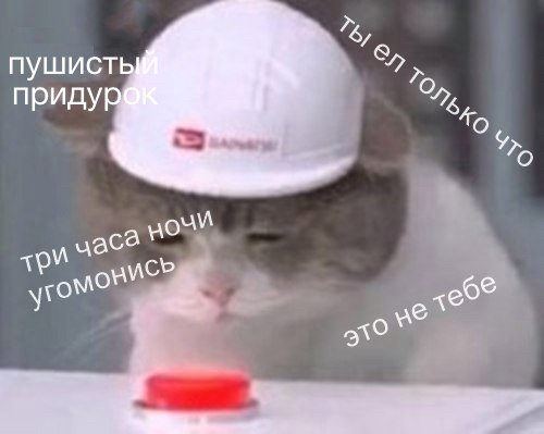 Когда обидел котика