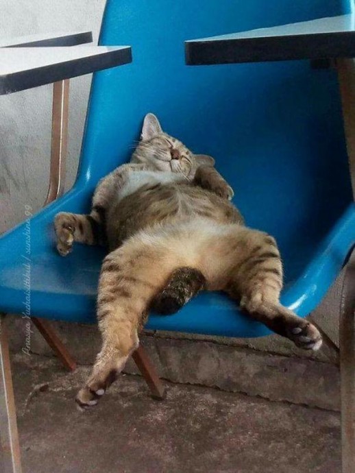 Кошки могут спать где угодно