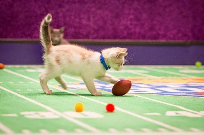 Чемпионат по кошачьему футболу Kitten Bowl