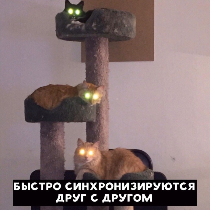 Если бы котики были из мира технологий