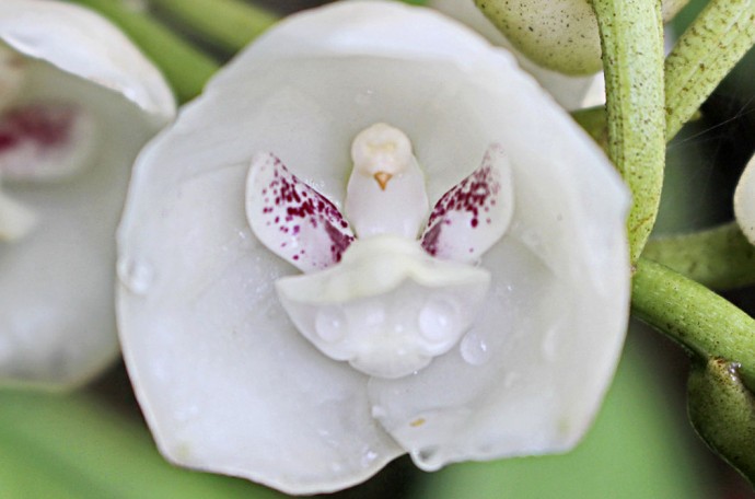 Орхидея «Голубь»