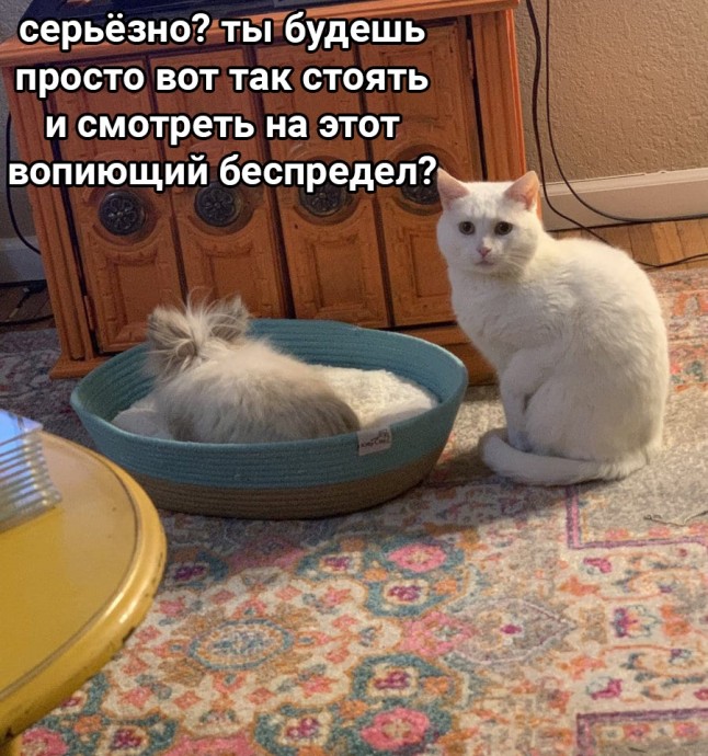 Когда осмелился завести кого-то, помимо кота