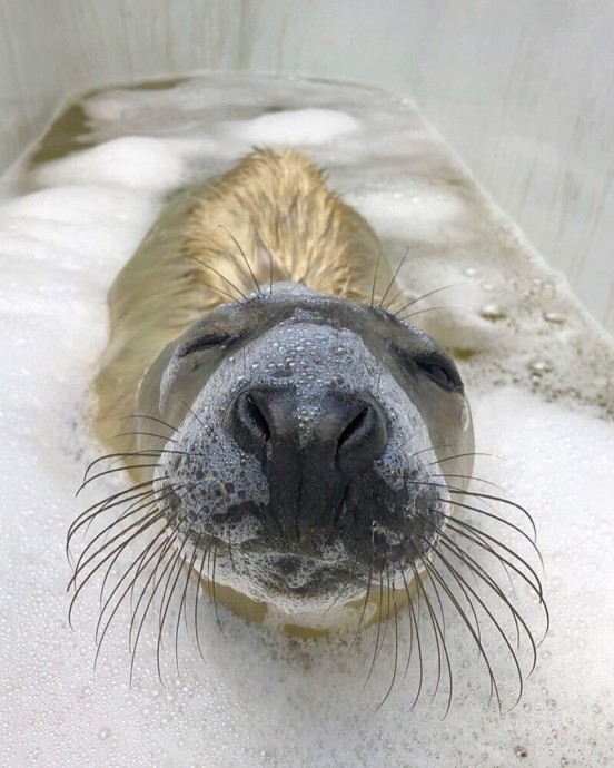 Смешные фото тюленей
