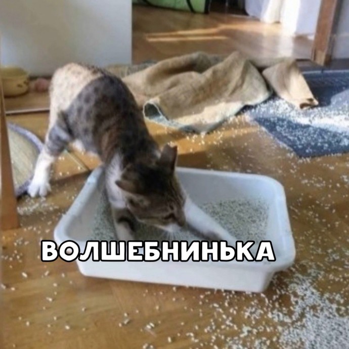 Я кот, я так вижу