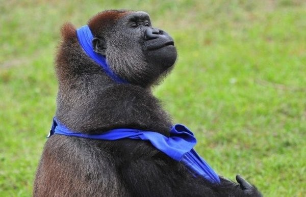 Модная горилла