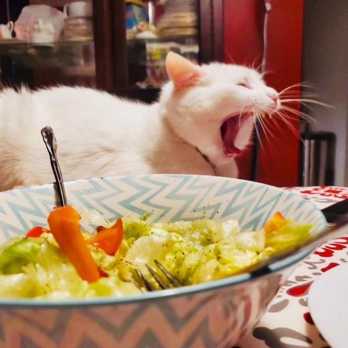 Тот самый котейка Смадж и его бурная реакция на овощи
