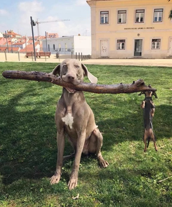 "Я тут это, за дровами, а ты тут это, костёр разведи)))"