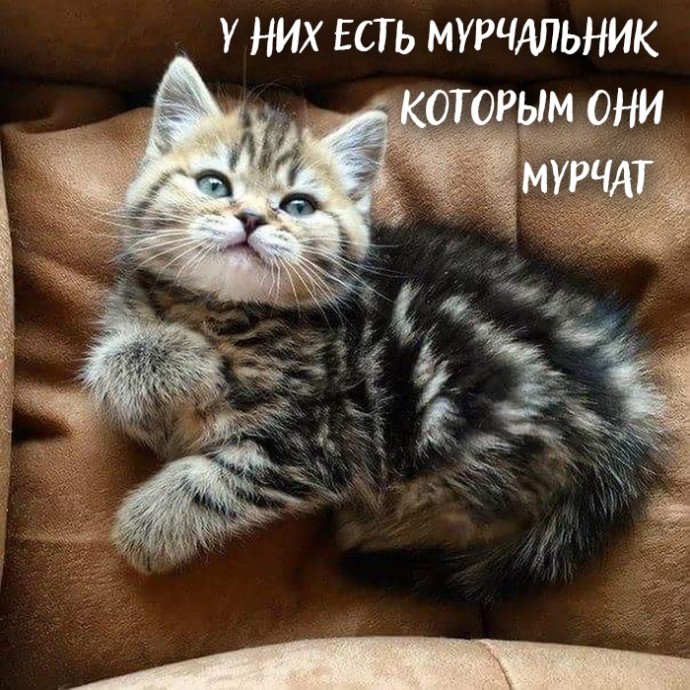 Если вы всё ещё не завели кота
