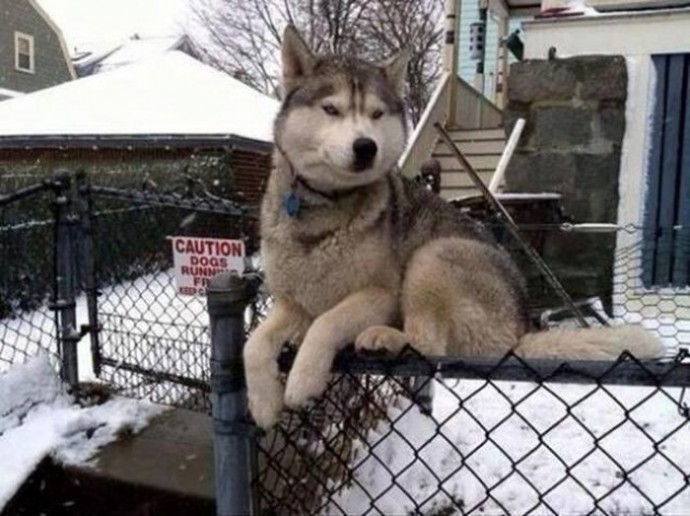 Кошкам можно, а мне почему нет?
