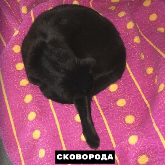 Котики бывают разными :)