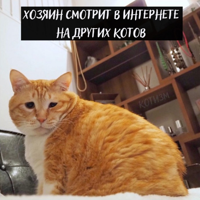 Проблемы котов