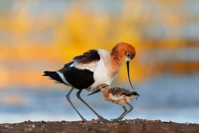 Потрясающие фотографии птиц.