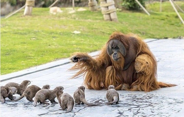 Семья орангутанов нашла друзей не по размеру