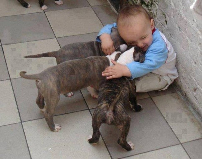 Дети особенно любят домашних животных