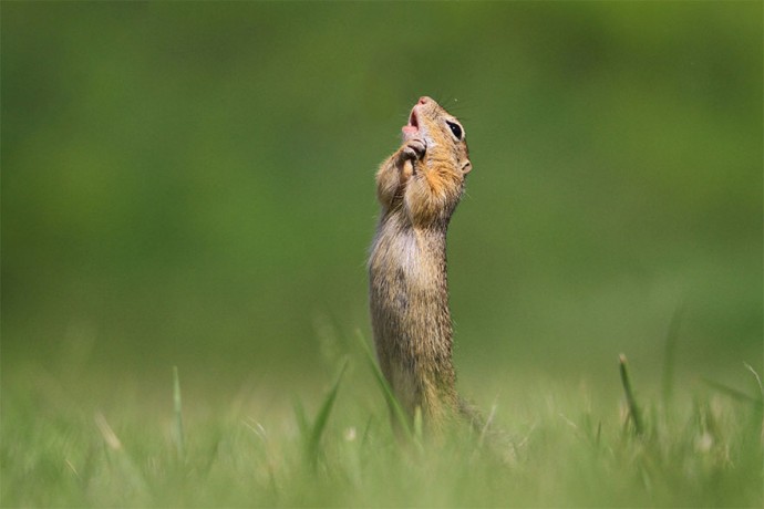 Фотографии финалистов конкурса "Comedy Wildlife Photography Awards" всегда поднимут твоё настроение