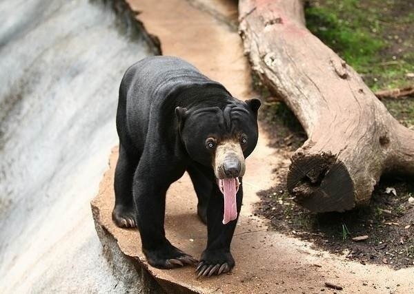 Малайский медведь больше похож на человека в костюме медведя.
