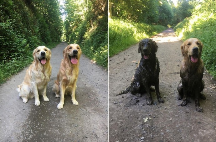 Собаки до и после прогулки