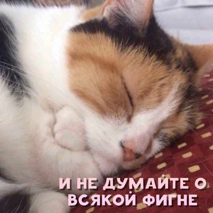 Совет от котика