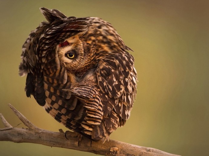 Забавные снимки National Geographic