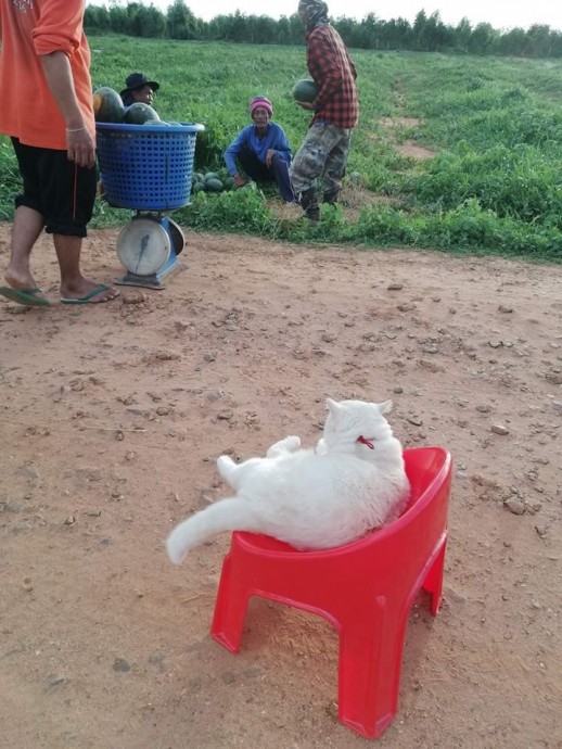 Это кот по имени Жемчужина и он - лучший охранник арбузов в Таиланде