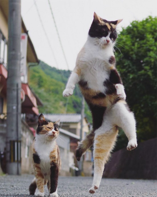 Снимки котиков-ниндзя