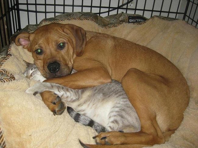Уморительные фото о том, как уживаются под одной крышей кот с собакой)
