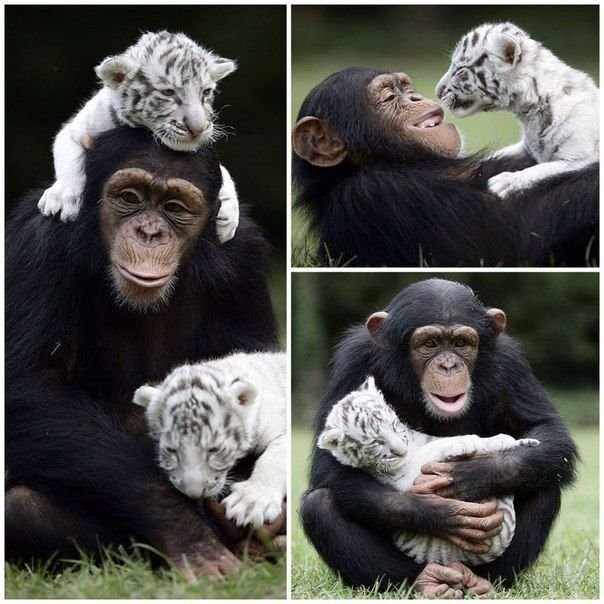 Дружба в мире животных