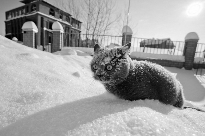 Кошки и снег - это две несовместимости