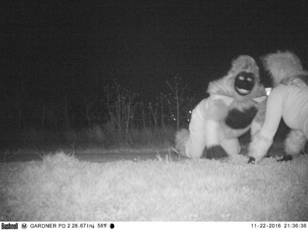 Полиция штата Канзас поставила камеру ночного видения, чтобы найти пуму, но что-то пошло не так...